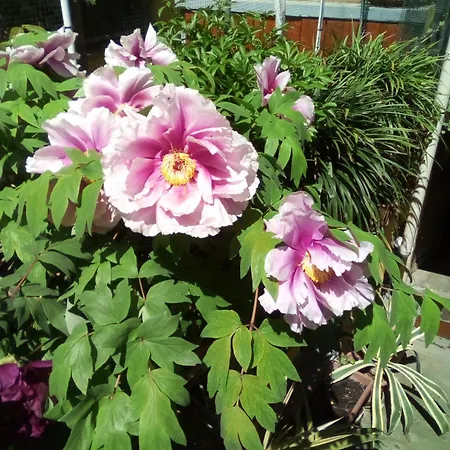 Monferrato 3* Rivarone