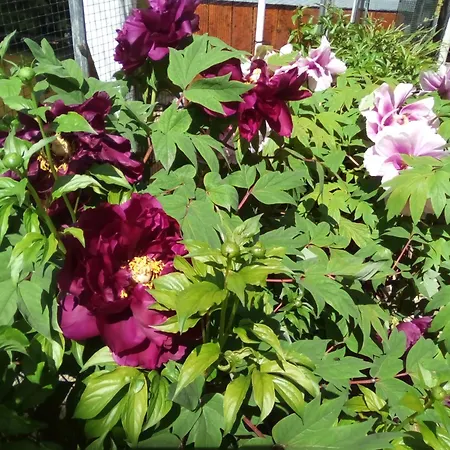 Bed & Breakfast Monferrato